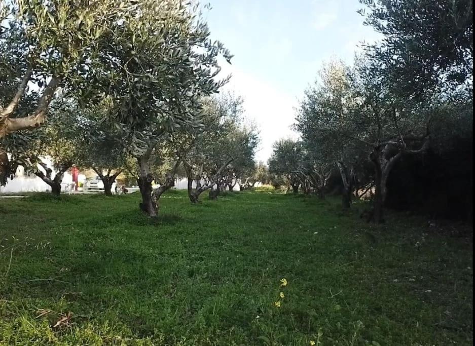 Kos Harmony Apartments Kéfalos Zewnętrze zdjęcie